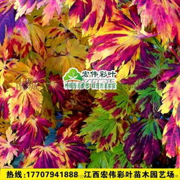舞孔雀 苗 進(jìn)口楓樹品種 日本紅楓 槭樹 日本紅楓舞孔雀紅楓苗圖片,舞孔雀 苗 進(jìn)口楓樹品種 日本紅楓 槭樹 日本紅楓舞孔雀紅楓苗高清圖片 南城縣宏偉彩葉苗木園藝場
