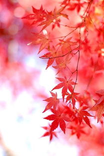 日本紅楓那一種張的 快 葉子那一種最好看 行家回答下