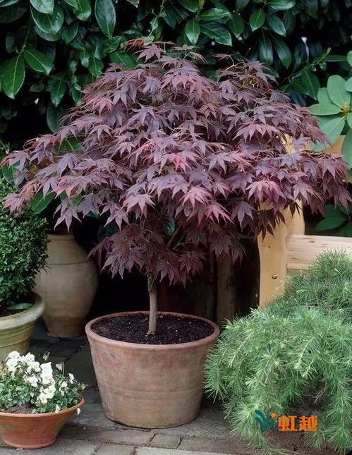 一葉知秋,帶你走進精致秀麗的日本紅楓