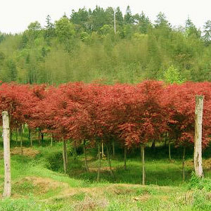 浙湖互愛彩葉花木園藝場 - 中國花木資訊網(wǎng)