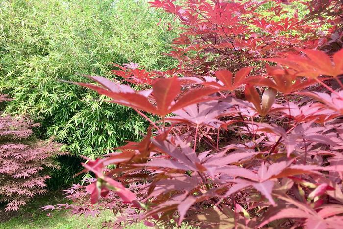 羽毛楓、日本紅楓的果實