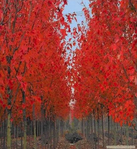 打卡華源發(fā)絕美紅楓:驚艷了時光,溫柔了歲月