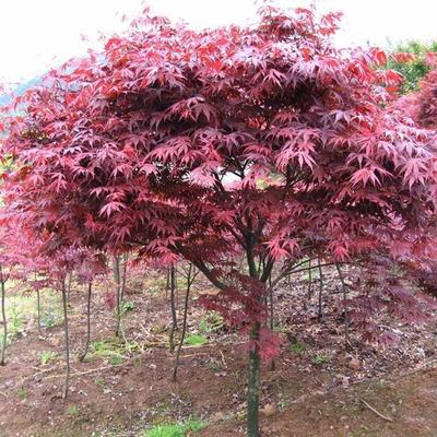 日本紅楓報價_苗木產(chǎn)品圖片