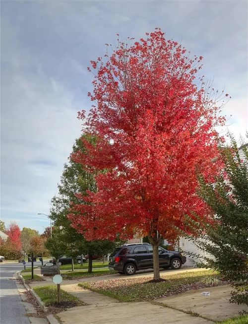 中日美紅楓爭奪戰(zhàn), 紅楓之鄉(xiāng) 為什么還堅守 中國