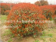 紅葉石楠,美國改良紅楓,日本櫻花 江蘇宜興金楓園林工程