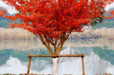 日本紅楓的養(yǎng)殖方法和注意事項(xiàng)