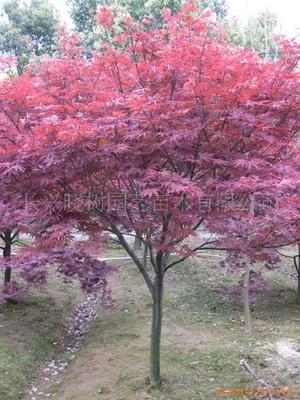 膠帶定制 肇慶綠色封箱膠公司|其他膠帶|膠帶|包裝|產(chǎn)品|中國黃頁網(wǎng)