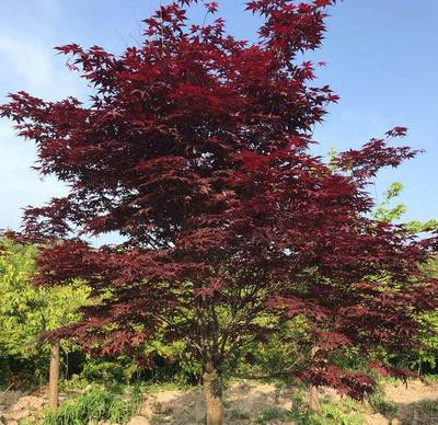 紅楓(紅三季)