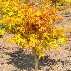 【日本紅楓橙之夢】日本紅楓橙之夢品牌,價格 