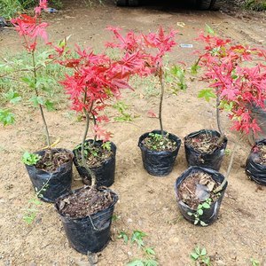 【日本紅楓出猩猩價格】最新日本紅楓出猩猩