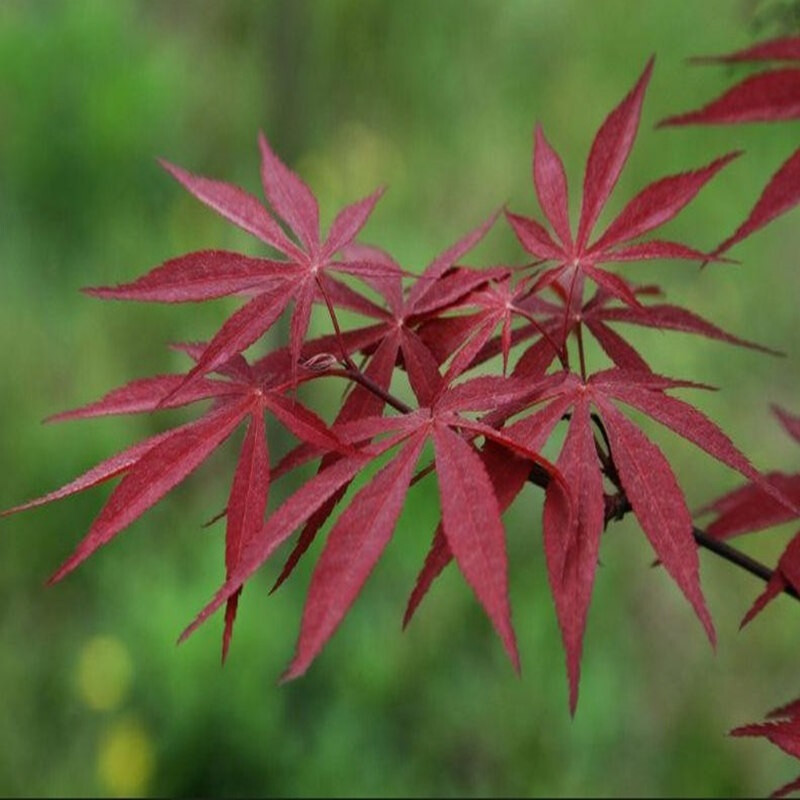 逍遙 紅楓苗 紅楓樹苗 紅楓小苗 日本紅楓 嫁接紅楓苗 美國紅楓 黃金楓苗 紅楓樹 2號日本紅楓