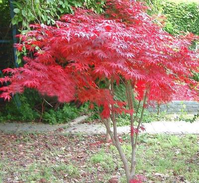 日本紅楓的葉子夏天為什么不紅?