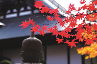 日本秋色 紅葉正當(dāng)時