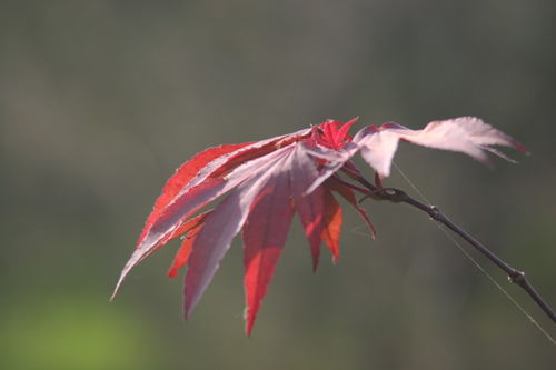 廣西日本紅楓的應(yīng)用現(xiàn)狀