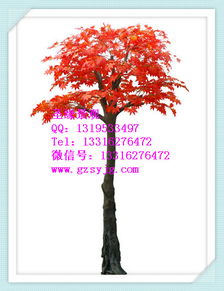 室外日本楓樹 日本楓樹廠家直銷價格 室外日本楓樹 日本楓樹廠家直銷型號規格