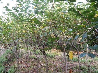 浙江櫻花-日本櫻花 -浙江紅楓|浙江櫻花|浙江海棠 產(chǎn)品展示(浙江櫻花、浙江紅楓、浙江海棠)-金泉網(wǎng)