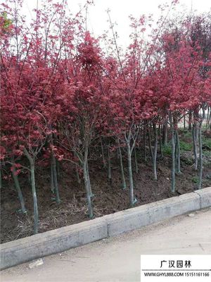 「日本紅楓」日本紅楓圖片_價(jià)格表_基地-沭陽縣廣漢園林苗木場