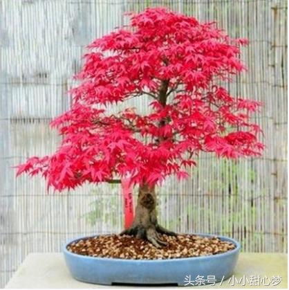 種花老人不小心說漏嘴,花盆里面滴幾滴,一個月爆盆,十年不爛根