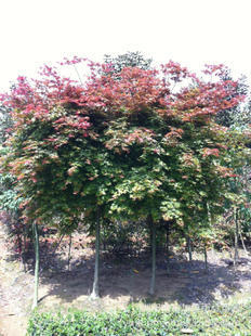喬木-大量供應(yīng)5cm日本紅楓 全冠紅楓-喬木盡在阿里巴巴-瀏陽市柏加鎮(zhèn)雨尋苗圃
