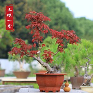 【日本紅楓出猩猩】最新日本紅楓出猩猩/批發(fā)報價