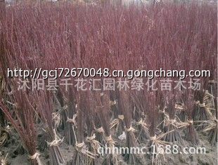 批發(fā) 紅楓 嫁接紅楓 紅楓小苗 紅楓苗 日本紅楓_家用電器_世界工廠網(wǎng)