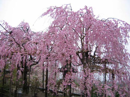 八重垂枝櫻花花朵形狀