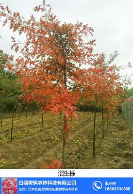 行道樹_舜楓農(nóng)林_行道樹羽毛楓