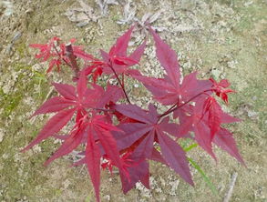 九農(nóng)花木園藝場基地實(shí)拍圖 日本紅楓三季紅