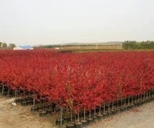 【日本紅楓樹】_綠植園藝價(jià)格_最新最全綠植園藝返利優(yōu)惠_一淘網(wǎng)