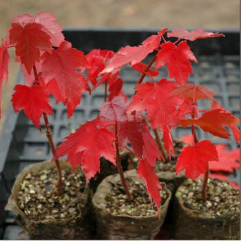 一名花匠 日本紅楓三季紅 嫁接紅楓 美國紅楓小苗盆景楓樹樹苗盆栽 美國紅楓80厘米左右高【圖片 價(jià)格 品牌 報(bào)價(jià)】-京東