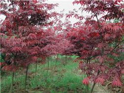 紅楓 紅楓價(jià)格 紅楓圖片 四明山紅楓 日本紅楓 美國紅楓 浙江花木城紅楓大賣場