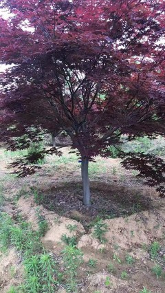 日本紅楓小苗多少錢一棵 日本紅楓價(jià)格行情