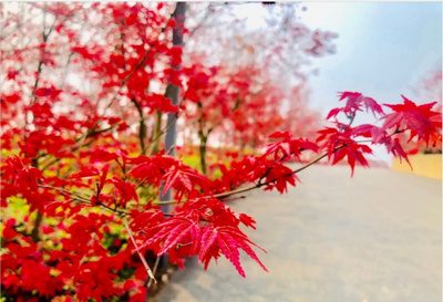 2024重慶南湖多彩植物園門票價(jià)格、開放時(shí)間、游玩攻略