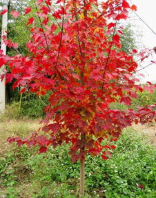 浙江紅楓 供應(yīng)浙江紅楓