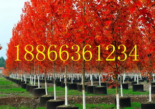 美國紅楓秋火焰種植基地基地 山東青州美國紅楓秋火焰