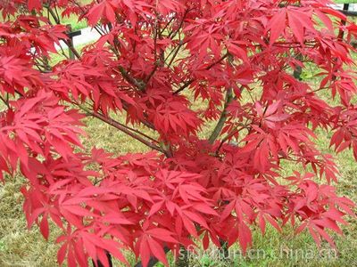 供應(yīng)日本紅楓,日本紅楓紅舞姬,三季紅紅楓,日本紅楓基地