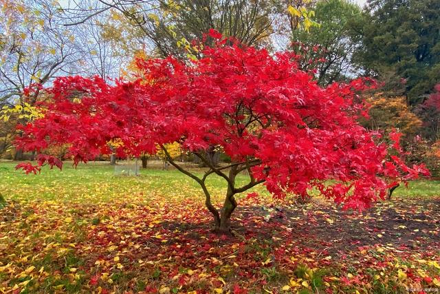 8公分,10公分,12公分,15公分日本紅楓價(jià)格,最新紅.