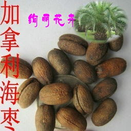 花卉種子 種苗產(chǎn)品列表 007商務(wù)站 全球網(wǎng)上貿(mào)易平臺(tái) 第89頁