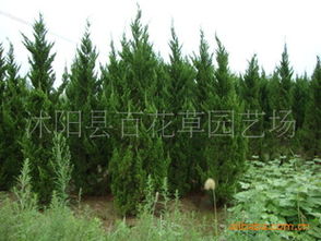 花卉種子 種苗產(chǎn)品列表 007商務(wù)站 全球網(wǎng)上貿(mào)易平臺(tái) 第89頁