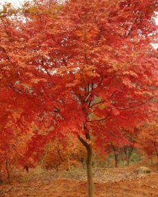 日本紅楓 近百種植物中的璀璨明星