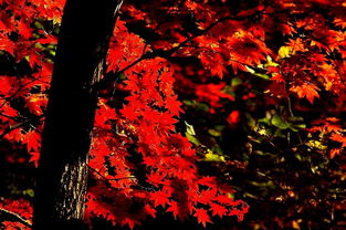 待到秋風起，楓葉最相思——本溪關門山日本紅楓漫記