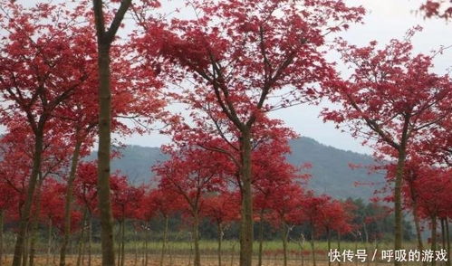 楓情萬種之日本紅楓紅舞姬